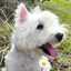 Tula Westie Madrid