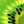 jossefina