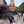 Calsy