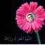 Safaa Alaa
