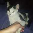Manchita