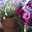 Elva@