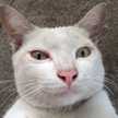 Anuchit o