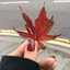 A🍁