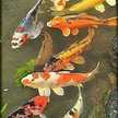 Orathai Thippayasuk