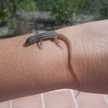 Alaro Vallca