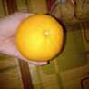 Reema Agnia