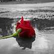 HANAA🌹وردةالبحر