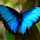 🦋🍂🦋🍂🦋🍂🦋 🦋🍂🦋🍂🦋🍂🦋