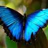 🦋🍂🦋🍂🦋🍂🦋