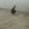 Hossein Ali