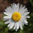 Mamah Daisy