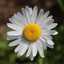 Mamah Daisy