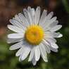 Mamah Daisy