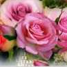 rahil
