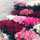 flowers flowers flowers flowers