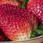 tutty-frutty