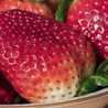 tutty-frutty