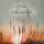 Nour Sfieh