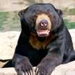 El oso