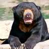 El oso