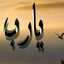 ام حمزة