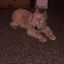 Ana Pippo