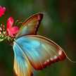 ahlam3876