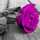 The Red Rose The Red Rose