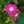 Vinca Vinca