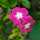 Vinca Vinca