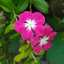 Vinca