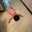 Chien19