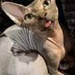 SharBar
