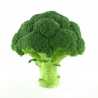 Broccoli Broccoli