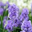 lavender🦋