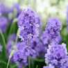 lavender🦋