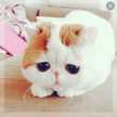 Asoo"-" Queen
