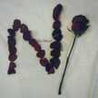 Nj kh