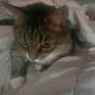 catfanalways s