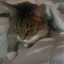 catfanalways s