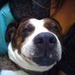 Ivy Rose