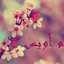 ام اويس 