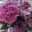 Janice Smith