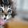 Gatito Malevo