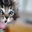 Gatito Malevo