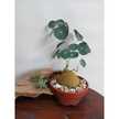 Myplant 033