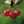 sourcherry