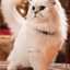 Anto Vaca