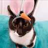 Mishi